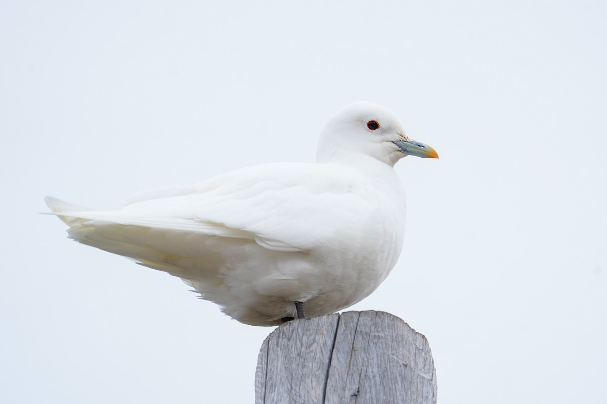 Ivory Gull - ML637490692