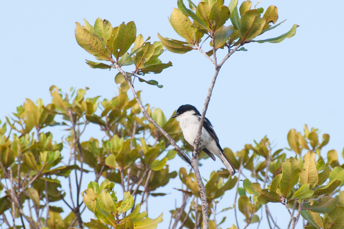 Long-tailed Triller - ML637490704