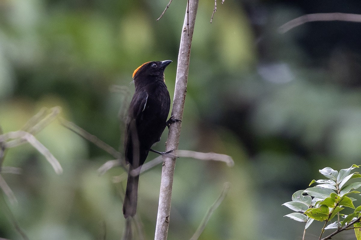 Flame-crested Tanager (Flame-crested) - ML637490738