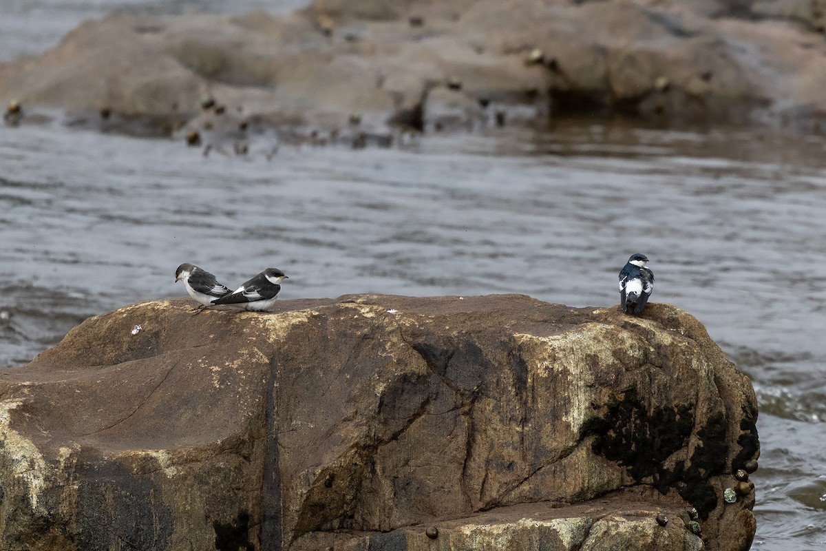 vlaštovka bělobřichá - ML637490752