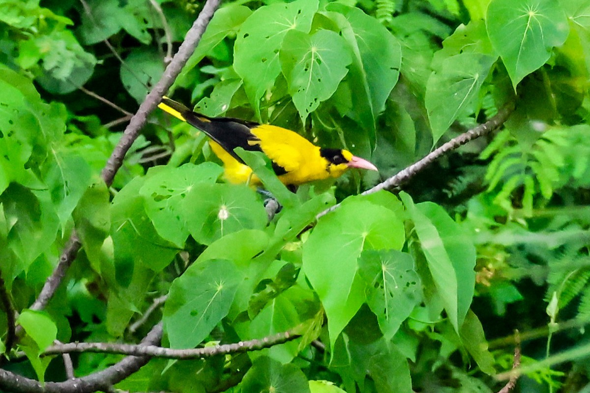 Black-naped Oriole - ML637490764