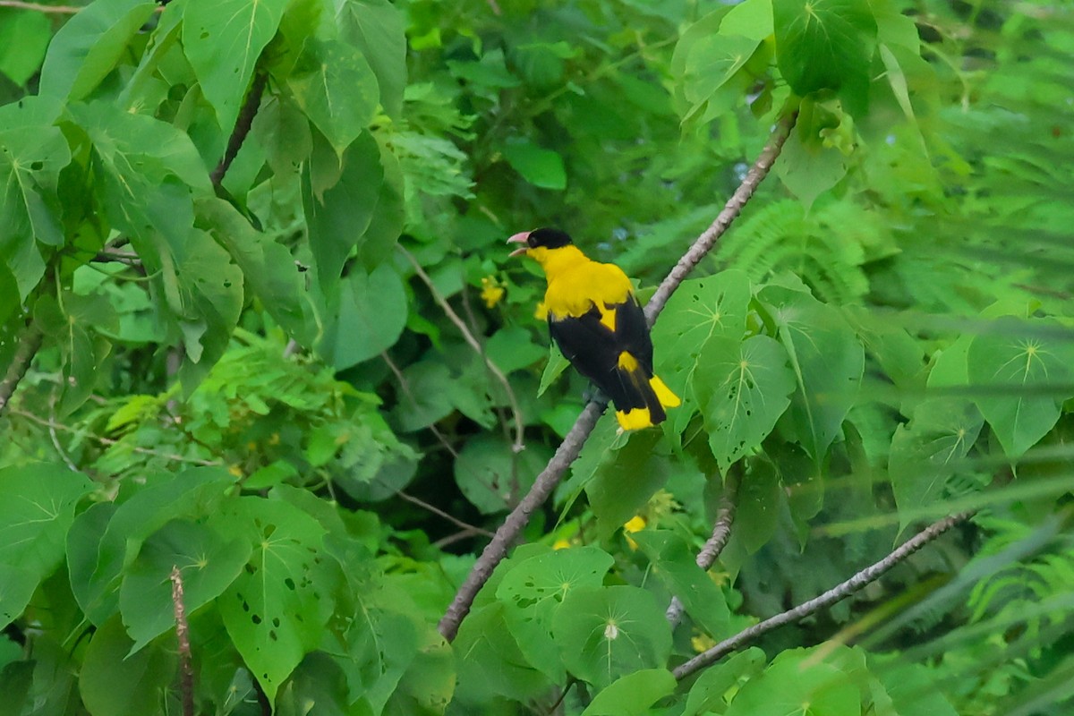 Black-naped Oriole - ML637490765