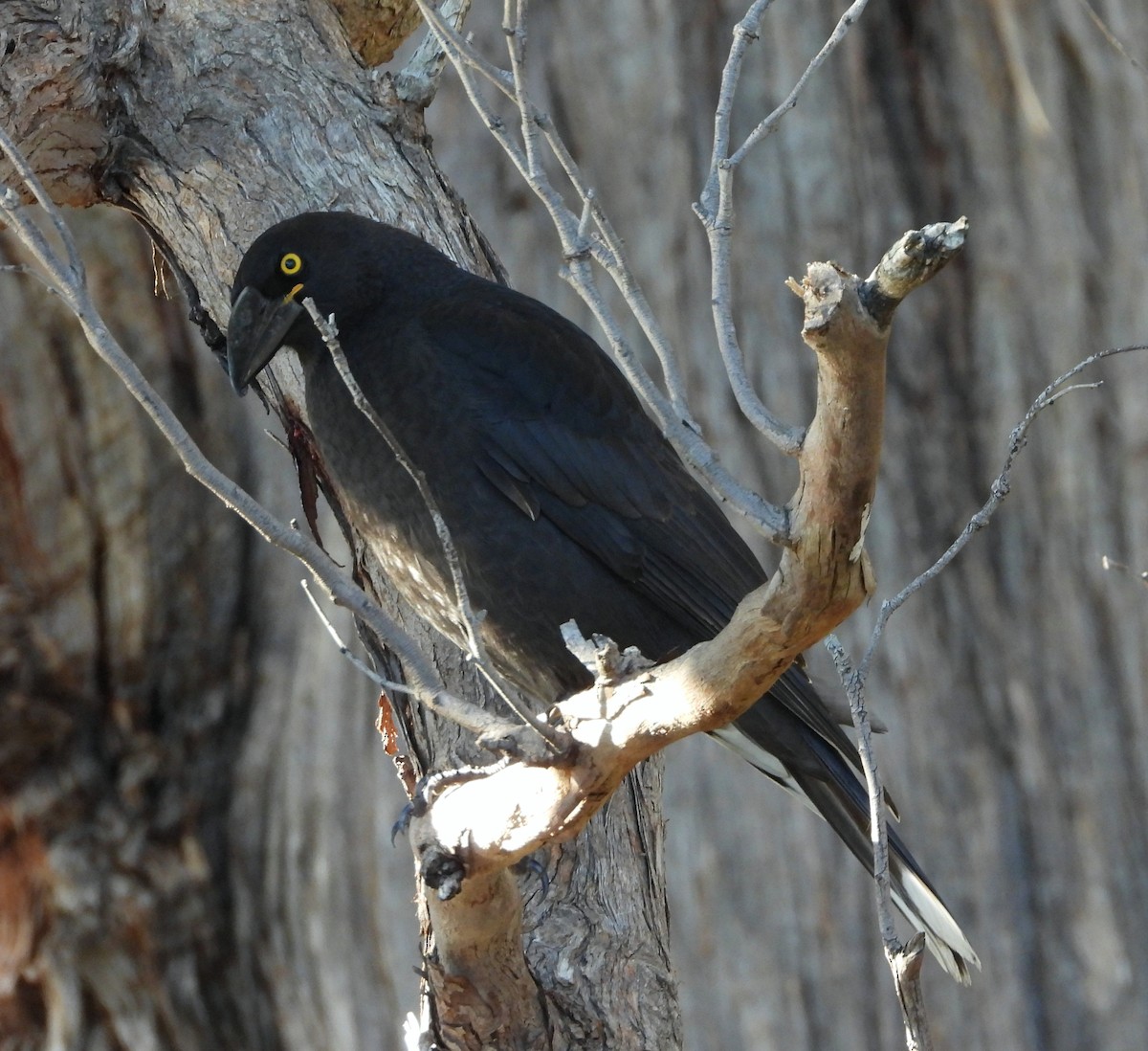 Tasmankrähenstar - ML637490770