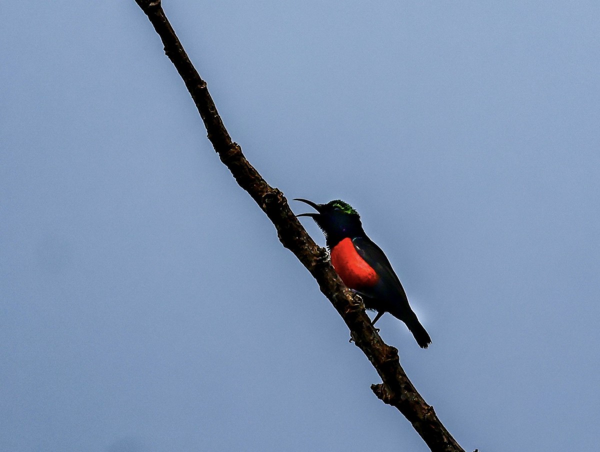 Purple-throated Sunbird - ML637490777