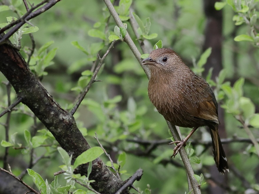 Bhutan Laughingthrush - ML637490793