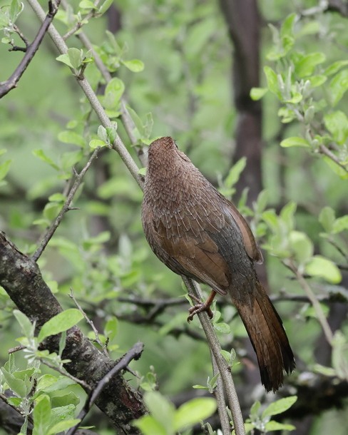 Bhutan Laughingthrush - ML637490794