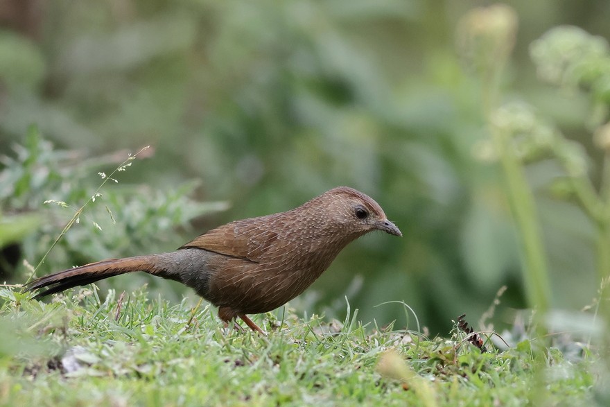 Bhutan Laughingthrush - ML637490795