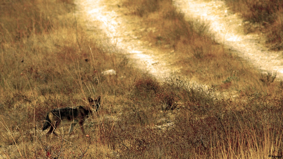 Golden Jackal - ML637490802