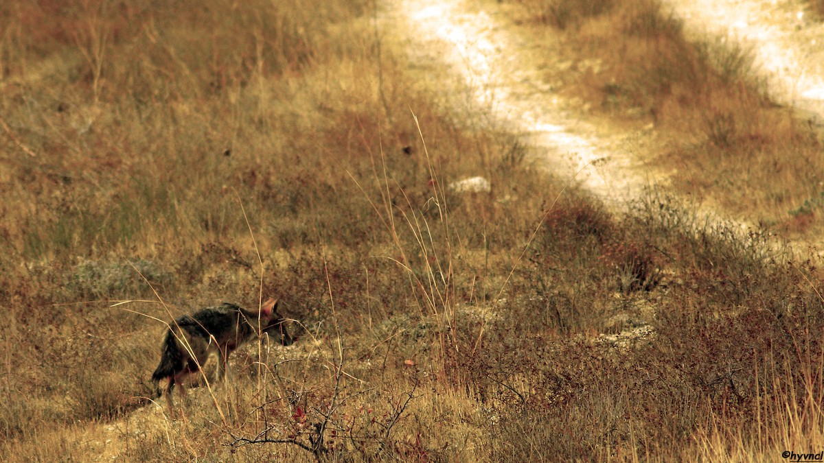 Golden Jackal - ML637490803