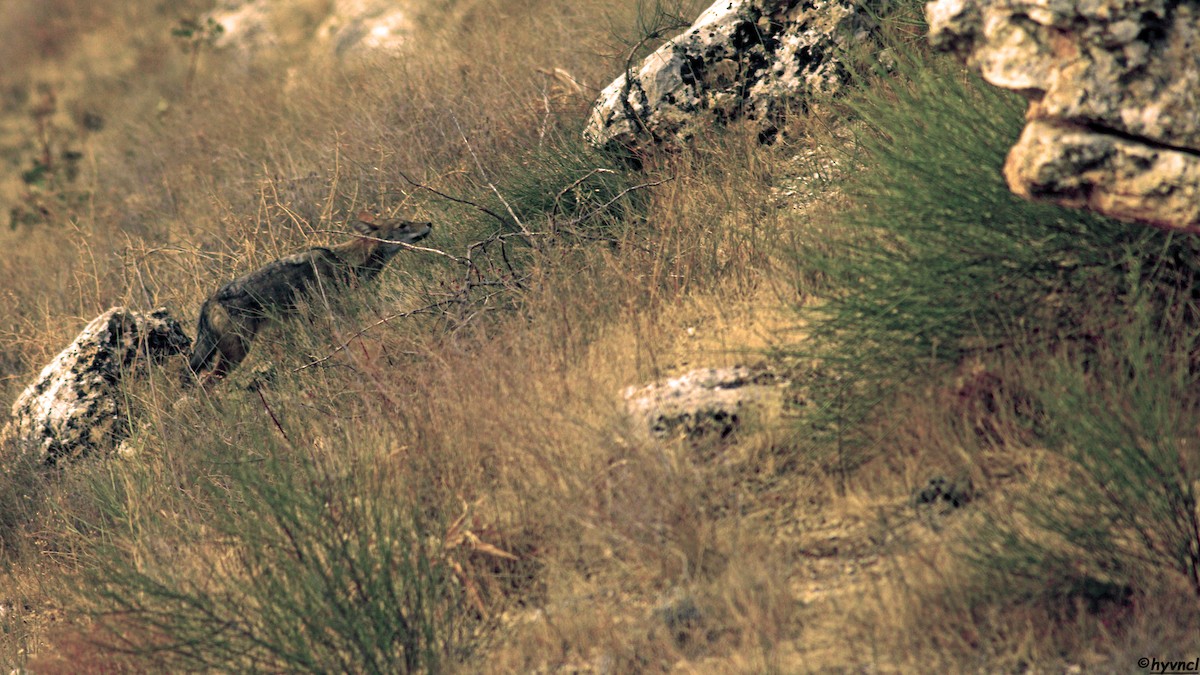 Golden Jackal - ML637490804