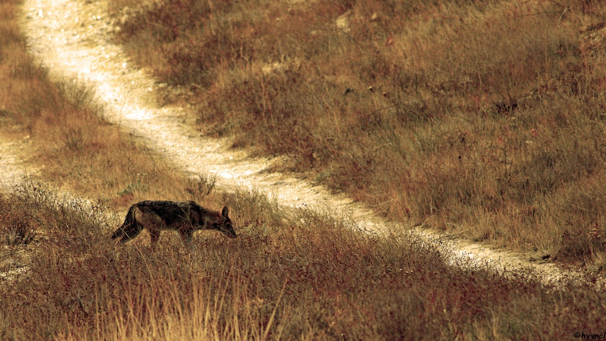 Golden Jackal - ML637490805