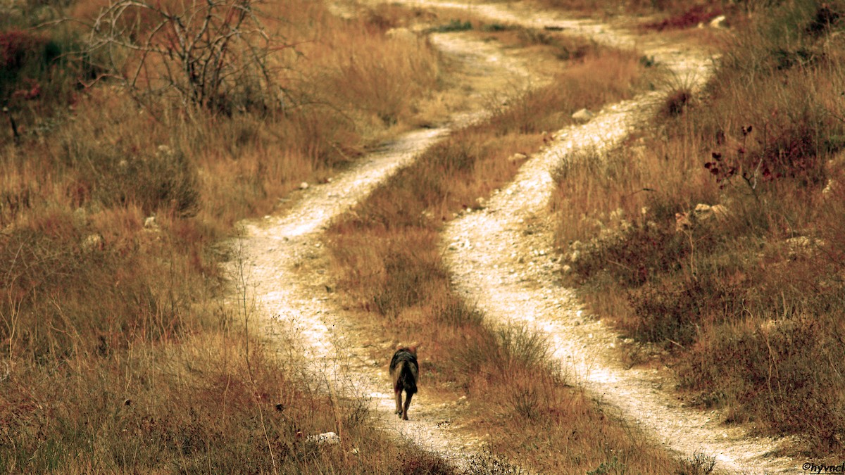 Golden Jackal - ML637490806