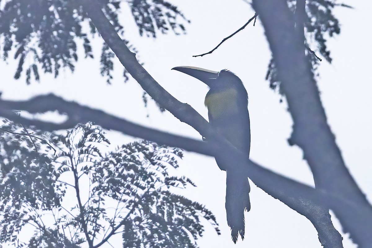 Black-necked Aracari - ML637490841