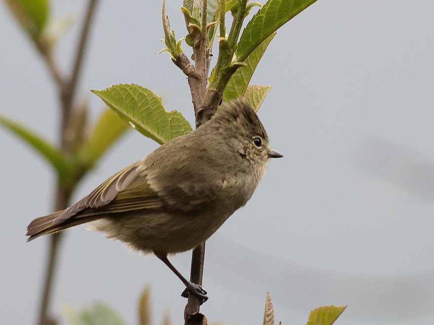 Yellow-browed Tit - ML637490842