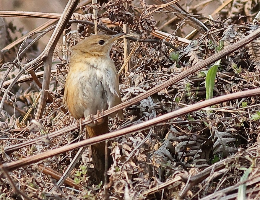 Brown Bush Warbler - ML637490846