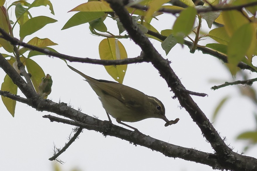 Large-billed Leaf Warbler - ML637490849