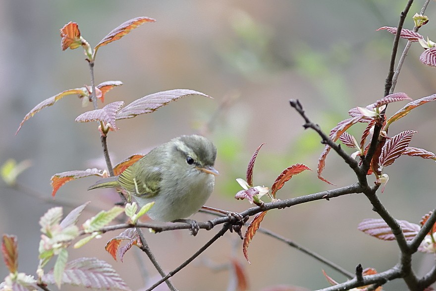 Blyth's Leaf Warbler - ML637490853