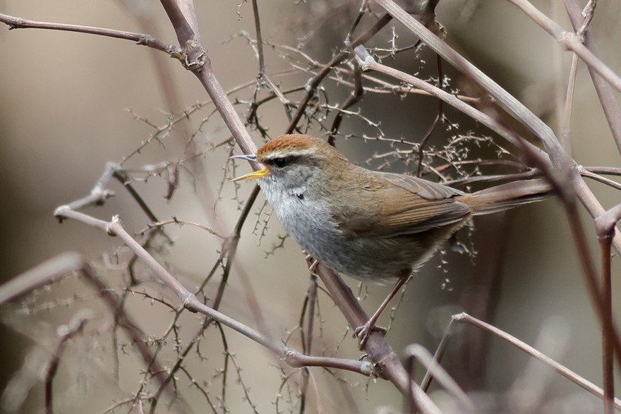 Gray-sided Bush Warbler - ML637490862