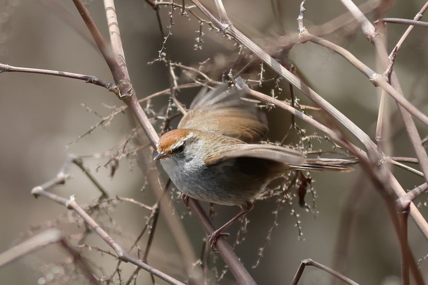 Gray-sided Bush Warbler - ML637490863