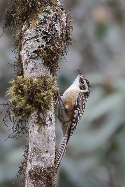 Rusty-flanked Treecreeper - ML637490871