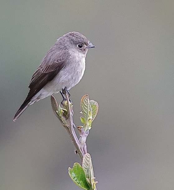 烏鶲 - ML637490874