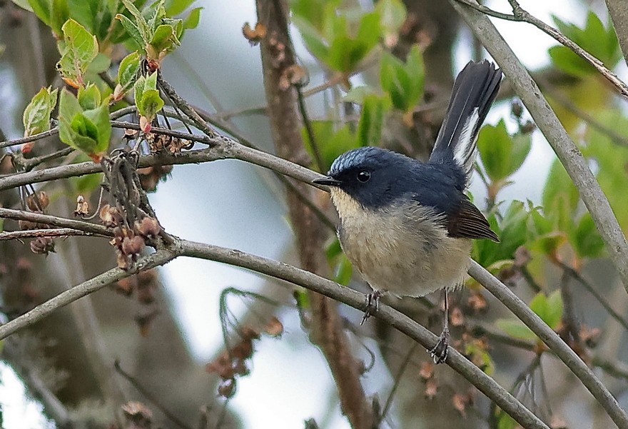 Slaty-blue Flycatcher - ML637490878