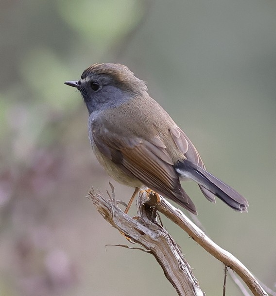橙胸姬鶲 - ML637490881