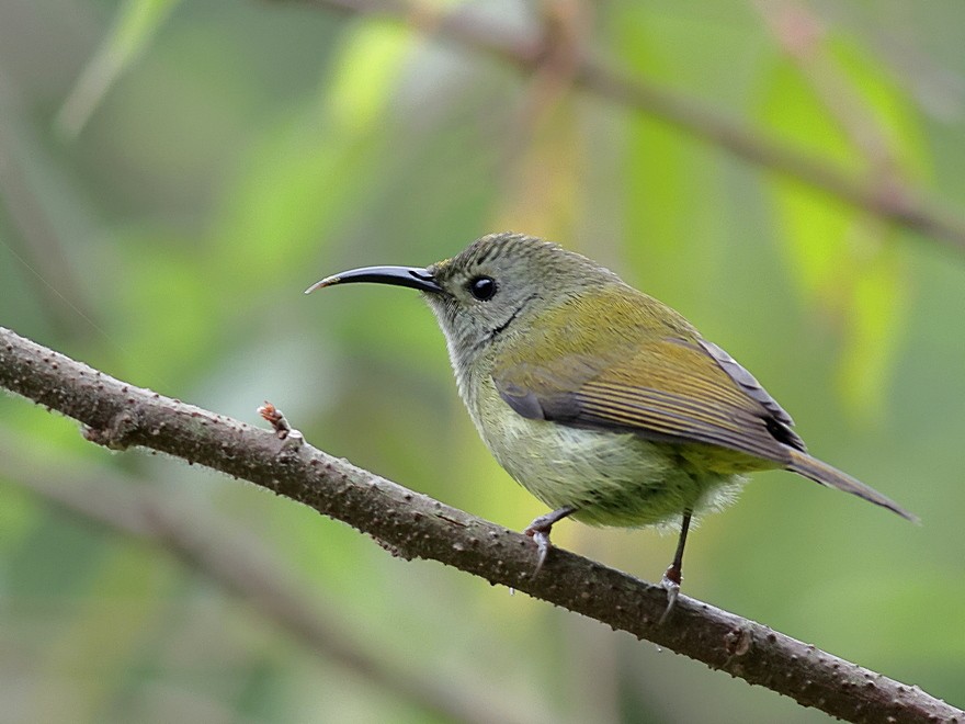 Green-tailed Sunbird - ML637490889