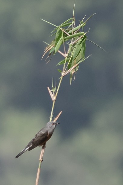 八聲杜鵑 - ML637490902