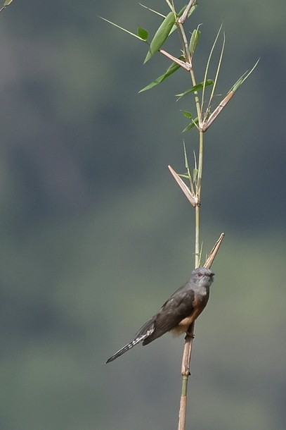 八聲杜鵑 - ML637490903