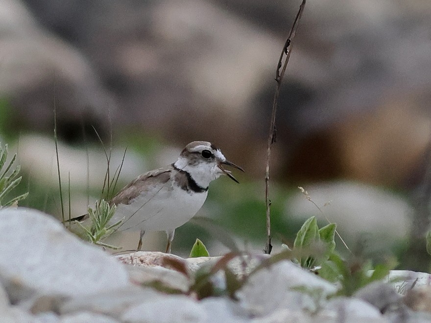 劍鴴 - ML637490905