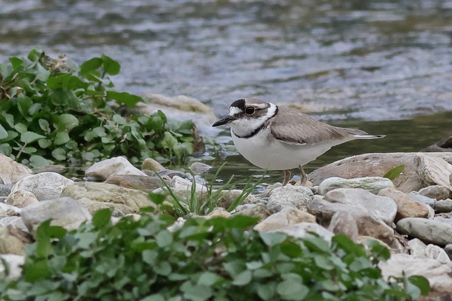 劍鴴 - ML637490906