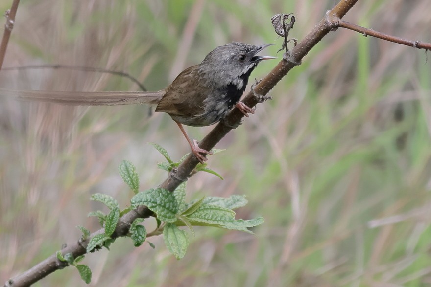 Black-throated Prinia - ML637490908