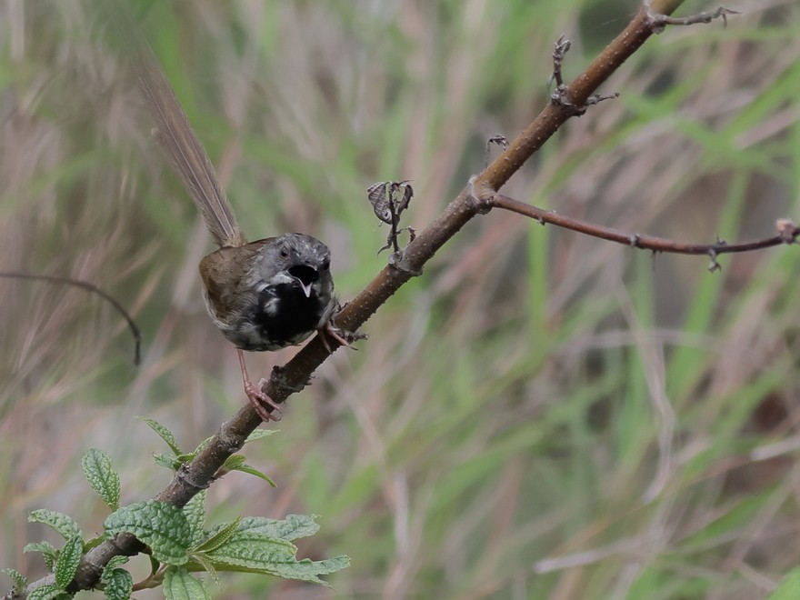 Black-throated Prinia - ML637490909