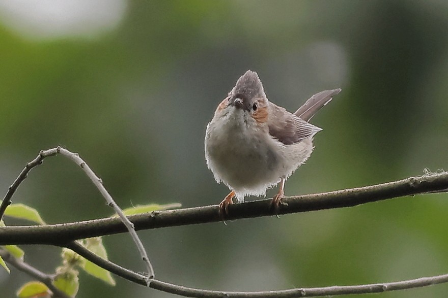 Striated Yuhina - ML637490915