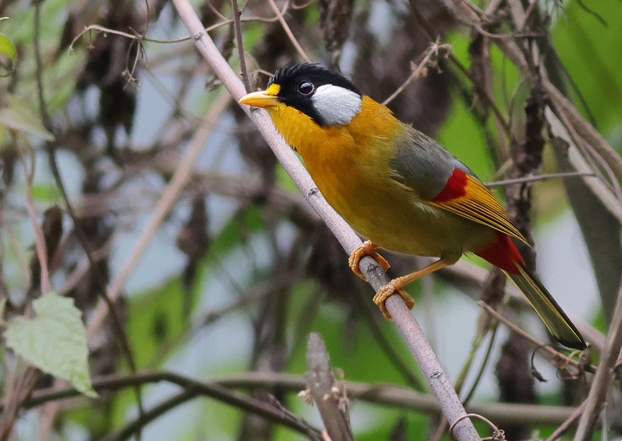 Silver-eared Mesia - ML637490923