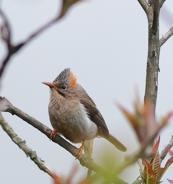 Rufous-vented Yuhina - ML637490945