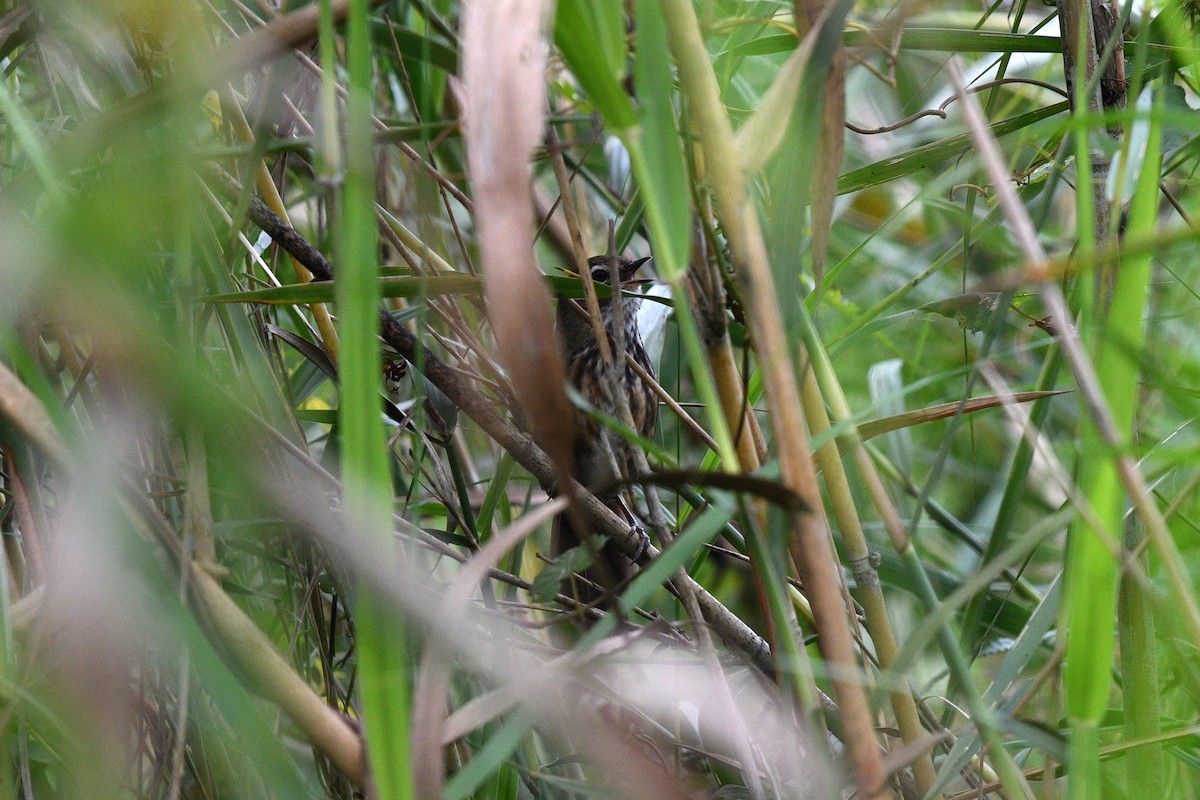 Marsh Babbler - ML637491081