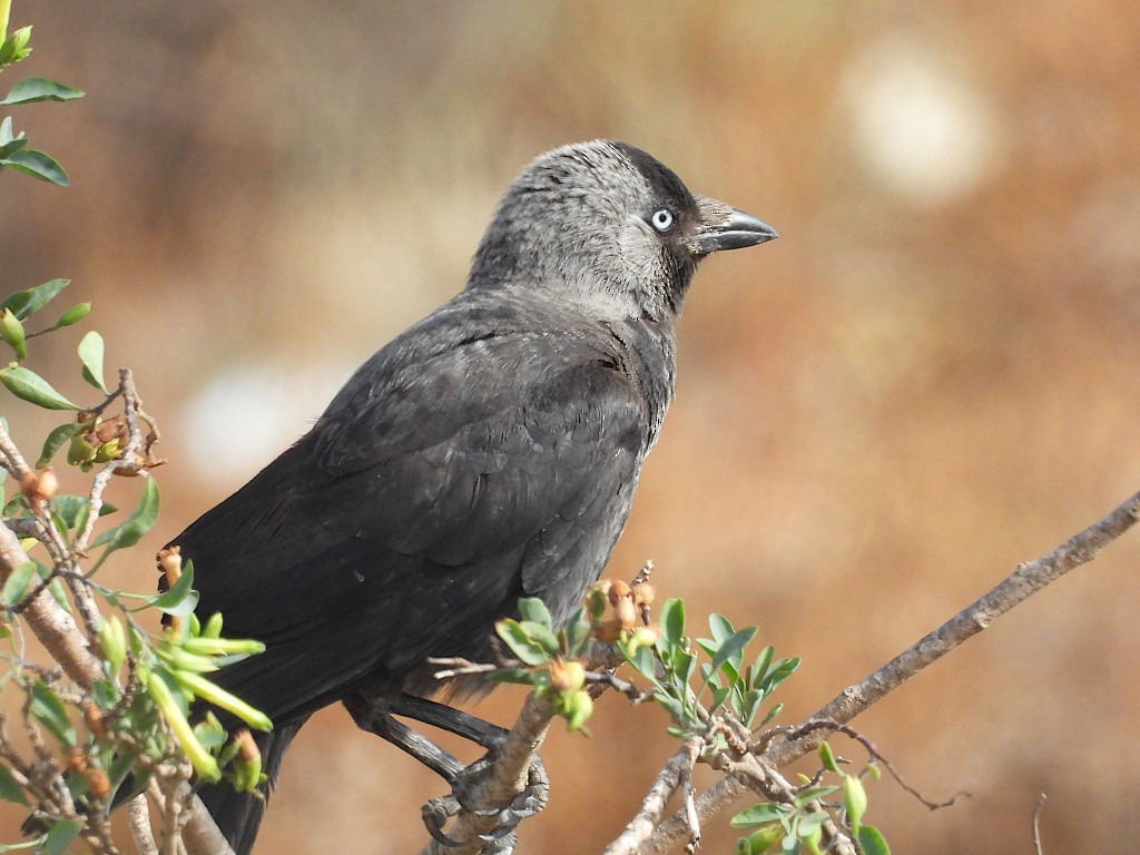 Eurasian Jackdaw - ML637491129