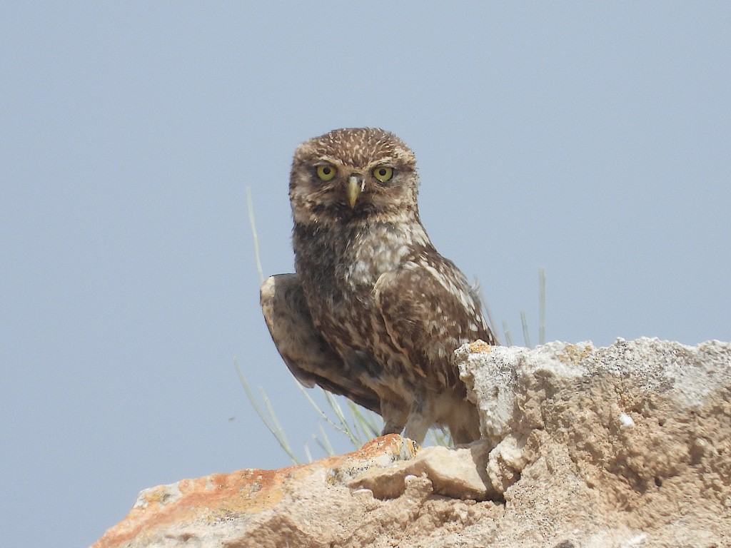 縱紋腹小鴞 - ML637491134