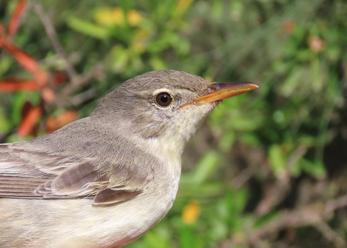 Olive-tree Warbler - ML637491142