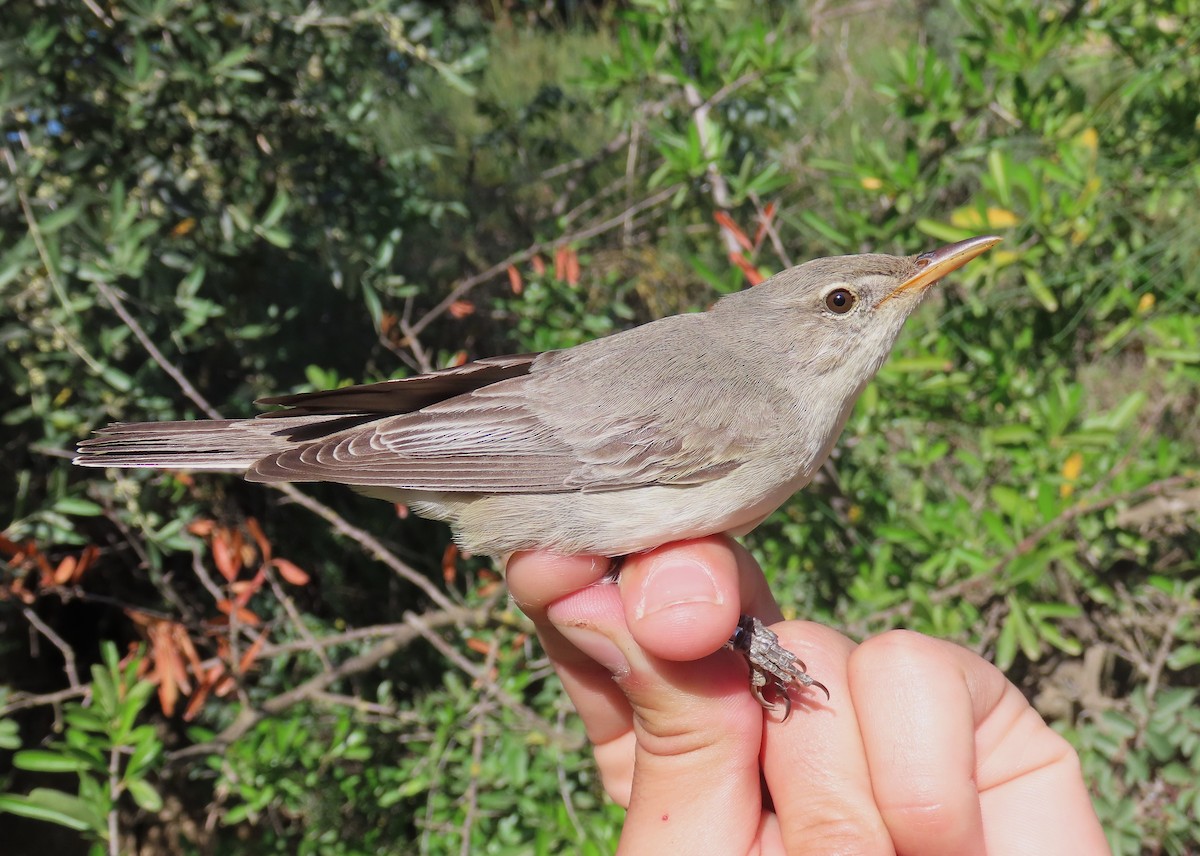 Olive-tree Warbler - ML637491143