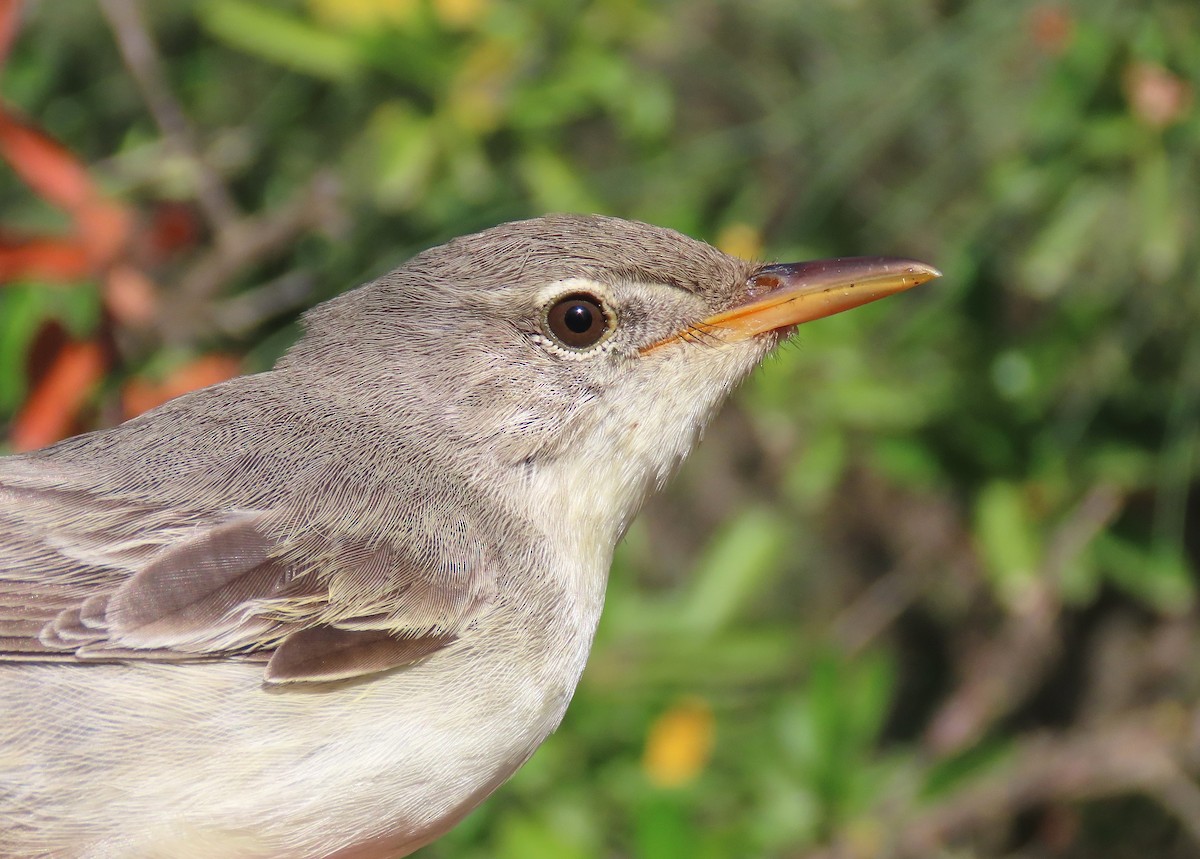 Olive-tree Warbler - ML637491144