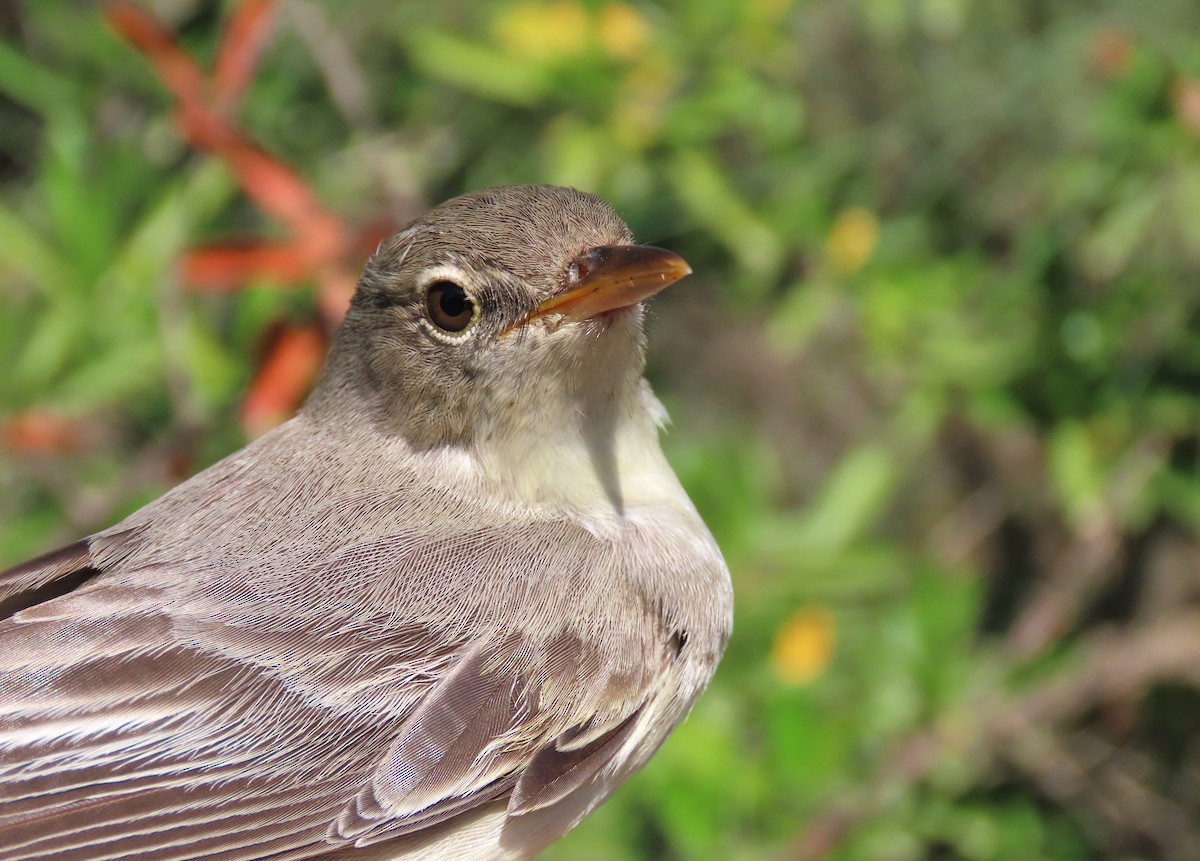 Olive-tree Warbler - ML637491145