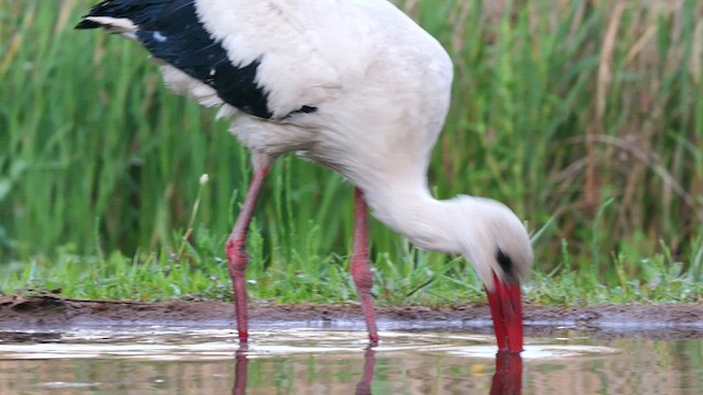 Cigogne blanche - ML637491209