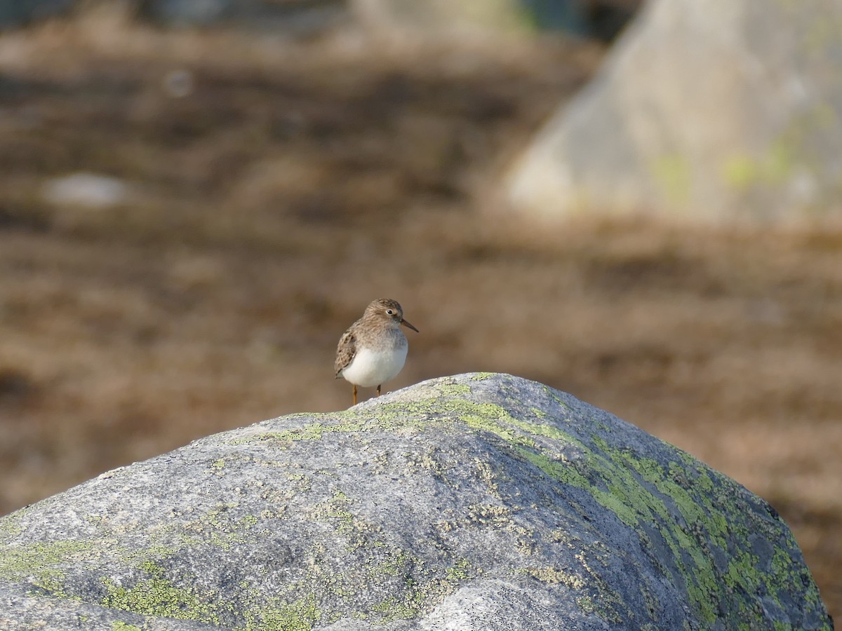 Temminck's Stint - ML637491210