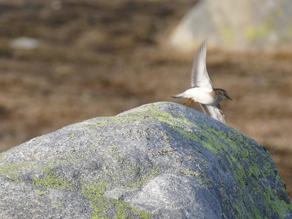 Temminck's Stint - ML637491211