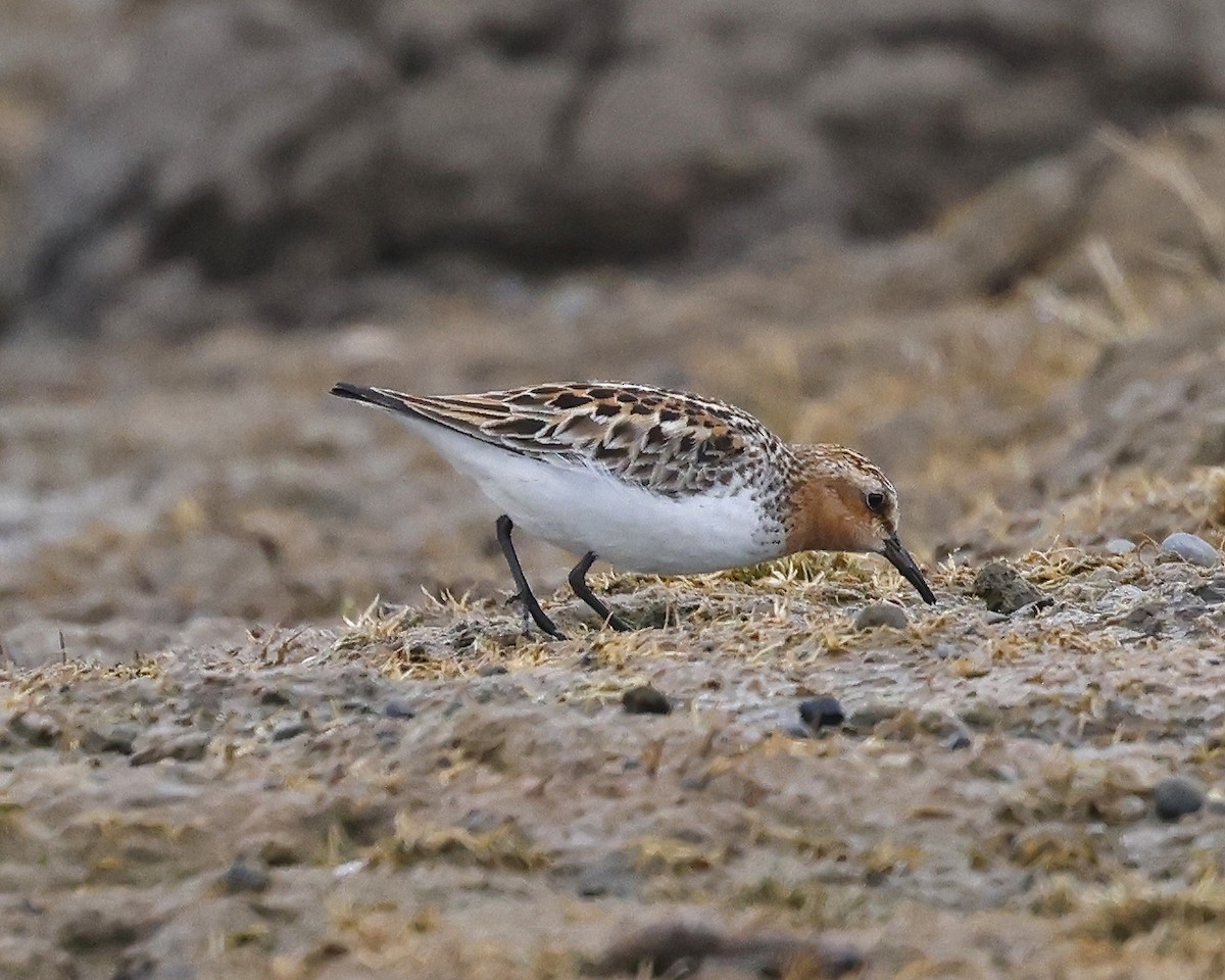 Red-necked Stint - ML637491222