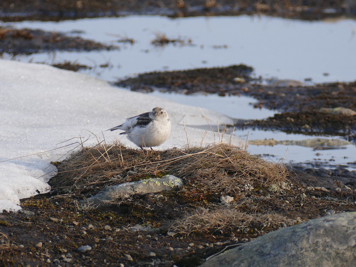 Snow Bunting - ML637491223