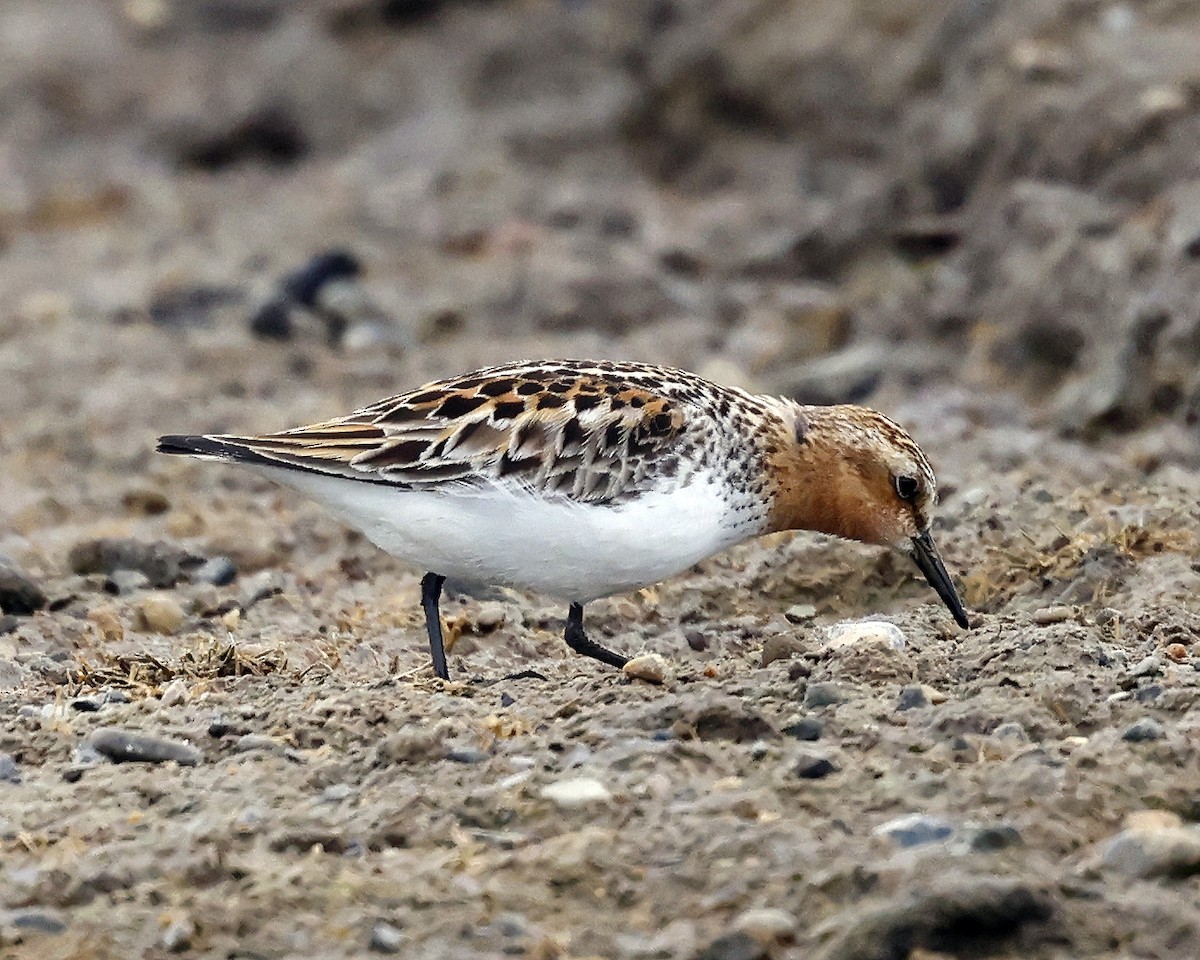Red-necked Stint - ML637491247